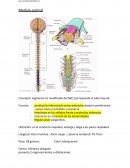 Anatomia medula espinal