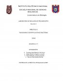 PRÁCTICA 3 TAXONOMÍA E IDENTIFICACIÓN DE BACTERIAS