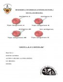 Grupo A, B, 0 y sistema Rh