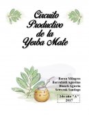 Circuito Productivo de la Yerba Mate