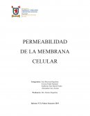 Permeabilidad de la membrana celular