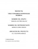 Proyecto de borregos "los 3 gallos"