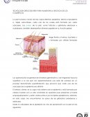 Liposomas en cosmetica