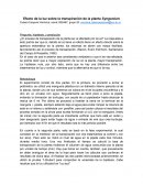 Efecto de la luz sobre la transpiración de la planta Syngonium