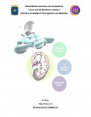 PRÁCTICA N° 2 EXCRECIÓN DE FÁRMACOS