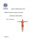 Sistema Articulatorio