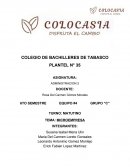 Empresa para administracion “COLACASIA”