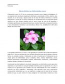 Efectos bióticos en Catharanthus roseus