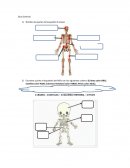 Guia Ciencias Cuerpo humano