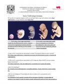 Embriología humana