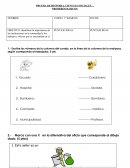 PRUEBA DE HISTORIA, CIENCIAS SOCIALES... PRIMEROS BASICOS