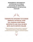 Eficacia terapéutica de células similares a hepatocitos funcionales derivadas de células madre epiteliales amnióticas humanas en ratones con insuficiencia hepática aguda