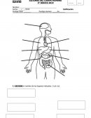 SISTEMAS DEL CUERPO HUMANO 5° BÁSICO 2019 EXÁMEN S/R