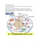 Que es el transporte celular