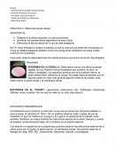 PRÁCTICA 2: Diferencias de las células