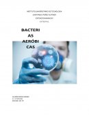 BACTERIAS AERÓBICAS