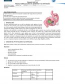 PRACTICA SOBRE LA ÁCIDEZ DEL ESTÓMAGO Y LOS ANTIÁCIDOS