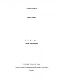 Creación de empresa INSIGNIA DESIGN