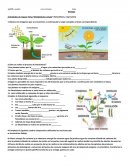 Tema:”Metabolismo celular” (fotosíntesis, respiración) s/r