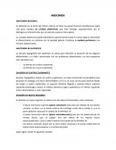 Abdomen anatomía regional