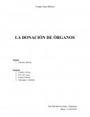 Donación de órganos