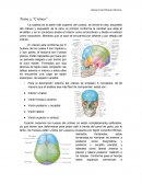 Tarea “Cráneo”