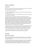 Sistema respiratorio. Anatomía