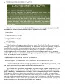 LA FUNCION Y NUTRICION DE LAS PLANTAS