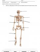 Guía de trabajo en clases “Sistema locomotor”