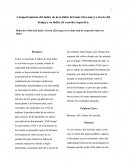 Comportamiento del índice de área foliar del maíz (Zea mayz) a través del tiempo y su índice de cosecha respectivo