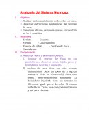Anatomía del Sistema Nervioso