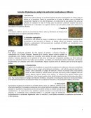 Lista de 20 plantas en peligro de extinción localizadas en México