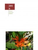 PROPAGACION DE LA ESPECIE JUSTICIA SPICIGERA