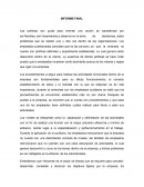 Informe final sobre las problematicass detectadas en la empresa