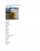 La enseñanza vivencial. Etapa 1. Manzana natural