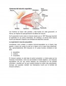 Anatomia. La organización musculo-esquelética