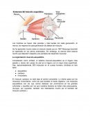 Anatomia. La organización musculo-esquelética