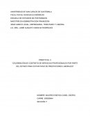 Celebración de contratos profesionales por parte del Estado para evitar el pago de prestaciones laborales