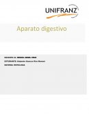 Aparato digestivo