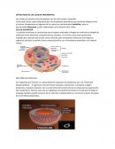 ESTRUCTURA DE LAS CELULAS PROCARIOTAS