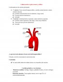 Carótida primitiva y externa