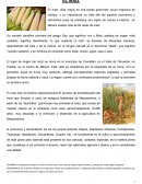Historia del Maiz