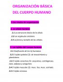ORGANIZACIÓN BÁSICA DEL CUERPO HUMANO