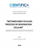 Metabolismo celular: proceso de respiracion celular