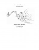 Porque las canciones en cover no deben cambiar su genero original