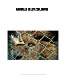 Animales en los zoológicos