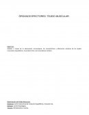 ÓRGANOS EFECTORES: TEJIDO MUSCULAR
