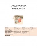 MUSCULOS DE LA MASTICACIÓN