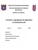 Curación y segregación de plásmidos en Escherichia coli