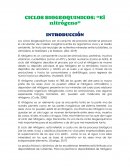Ciclos del nitrógeno